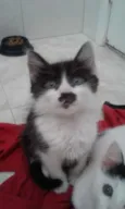 SAMANTHA