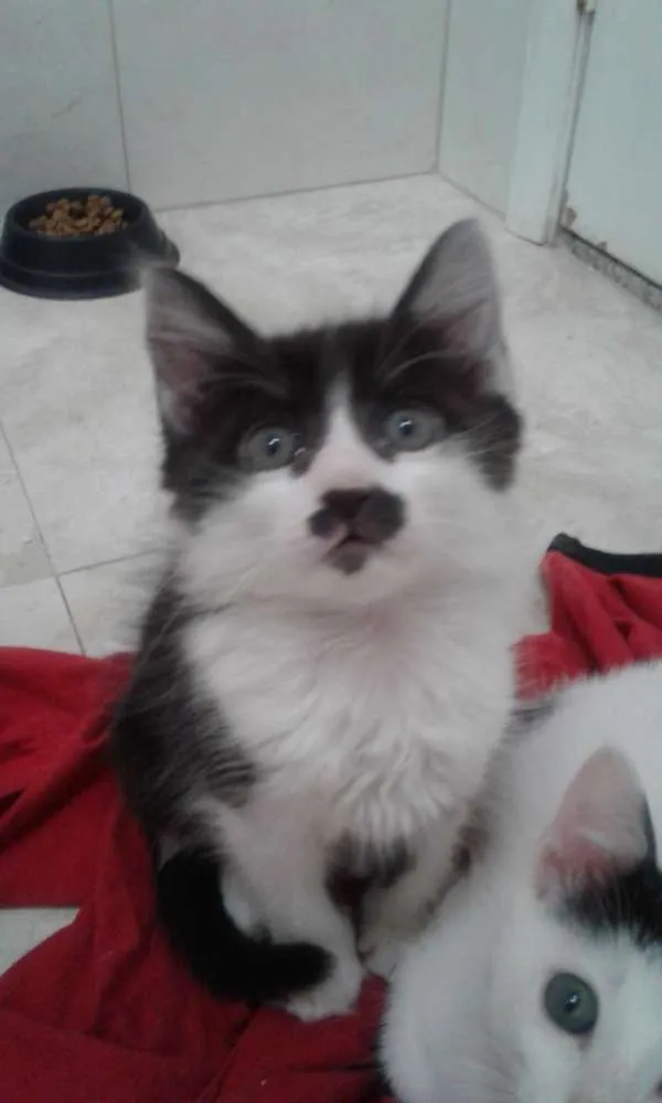 Gato ra a SRD idade 2 a 6 meses nome SAMANTHA