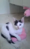 SAMANTHA