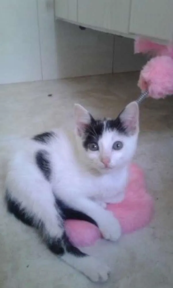 Gato ra a SRD idade 2 a 6 meses nome SAMANTHA