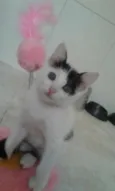 SAMANTHA