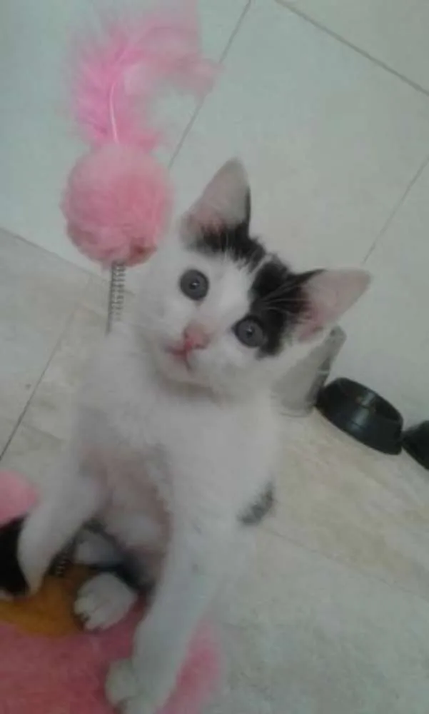 Gato ra a SRD idade 2 a 6 meses nome SAMANTHA