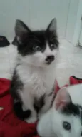 SAMANTHA