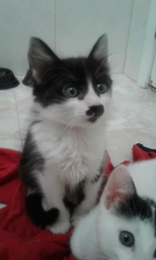 Gato ra a SRD idade 2 a 6 meses nome SAMANTHA
