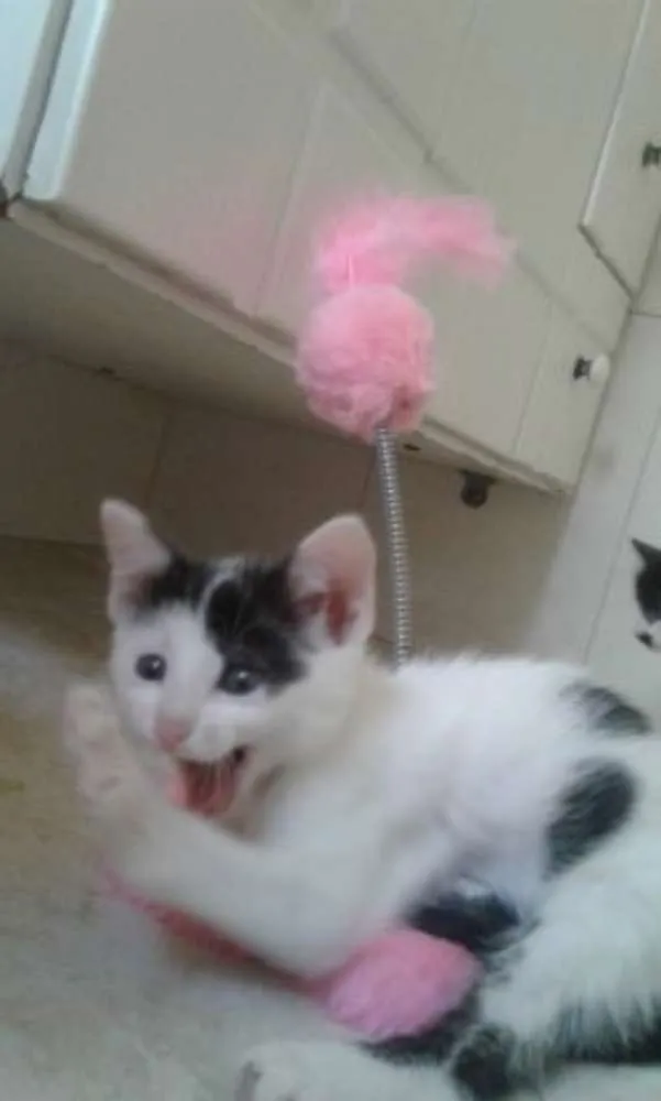 Gato ra a SRD idade 2 a 6 meses nome SAMANTHA