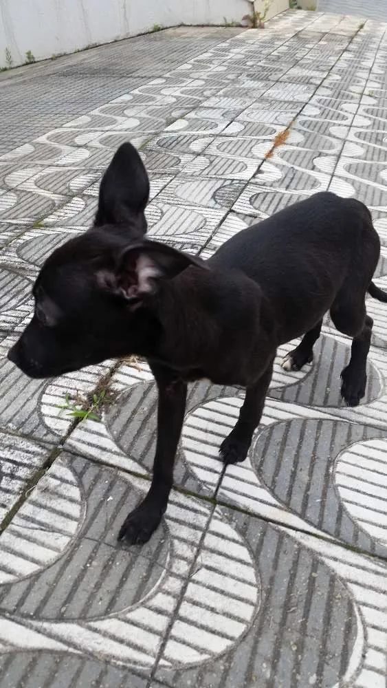 Cachorro ra a vira lata idade 2 a 6 meses nome Sem nome
