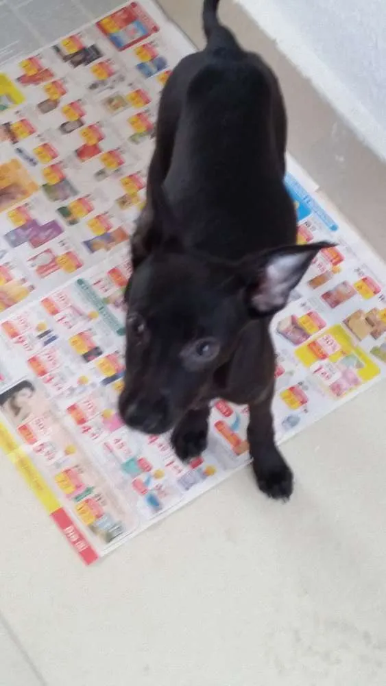 Cachorro ra a vira lata idade 2 a 6 meses nome Sem nome
