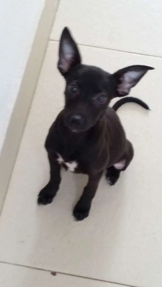 Cachorro ra a vira lata idade 2 a 6 meses nome Sem nome