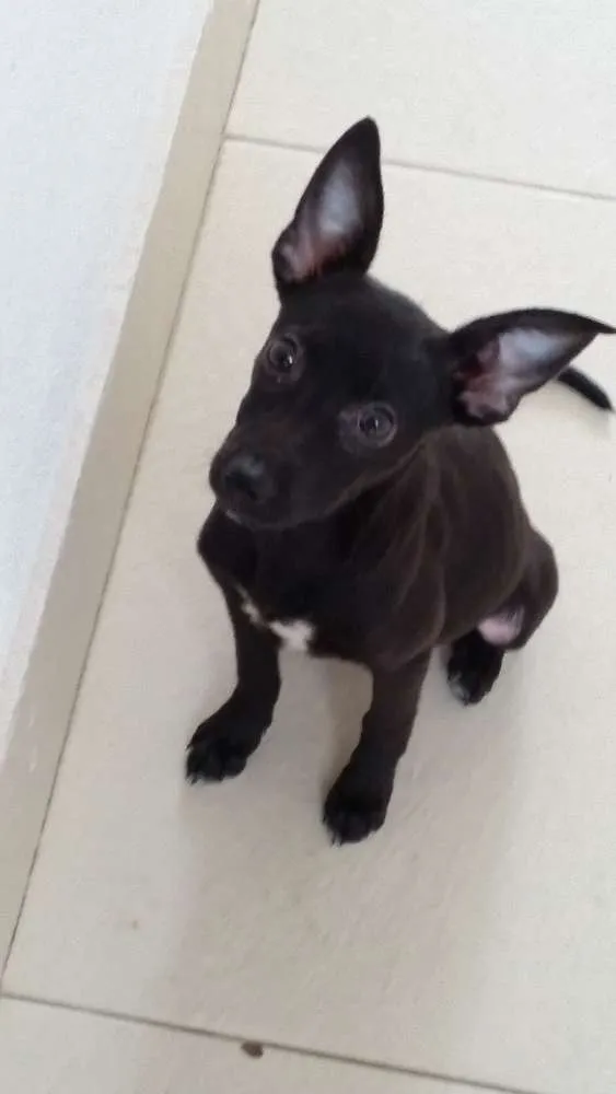 Cachorro ra a vira lata idade 2 a 6 meses nome Sem nome