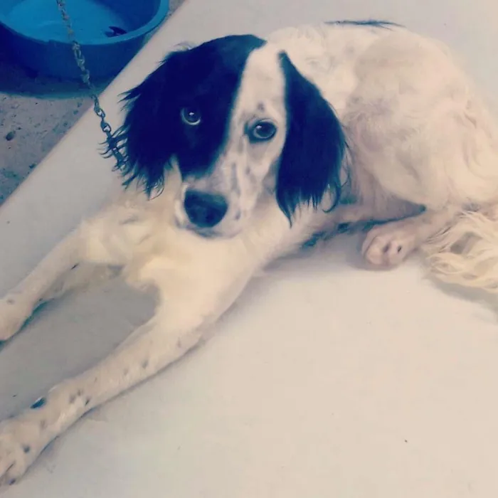 Cachorro ra a Puldo idade Abaixo de 2 meses nome Bob