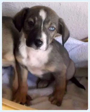 Cachorro raça SRD idade 2 a 6 meses nome Pequenos