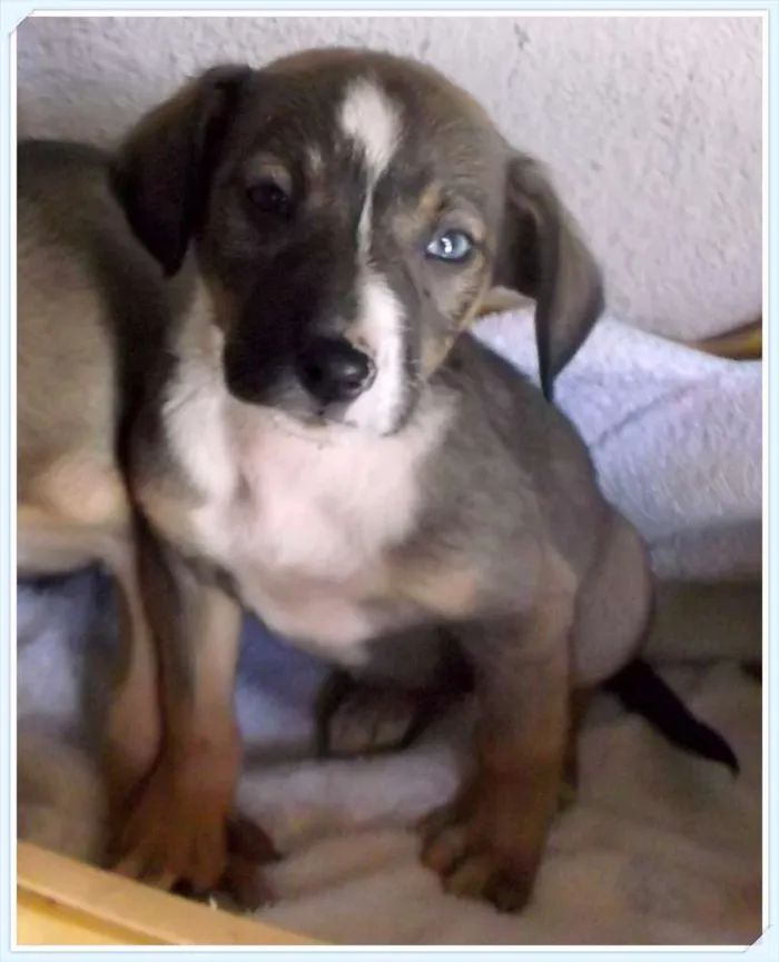 Cachorro ra a SRD idade 2 a 6 meses nome Pequenos