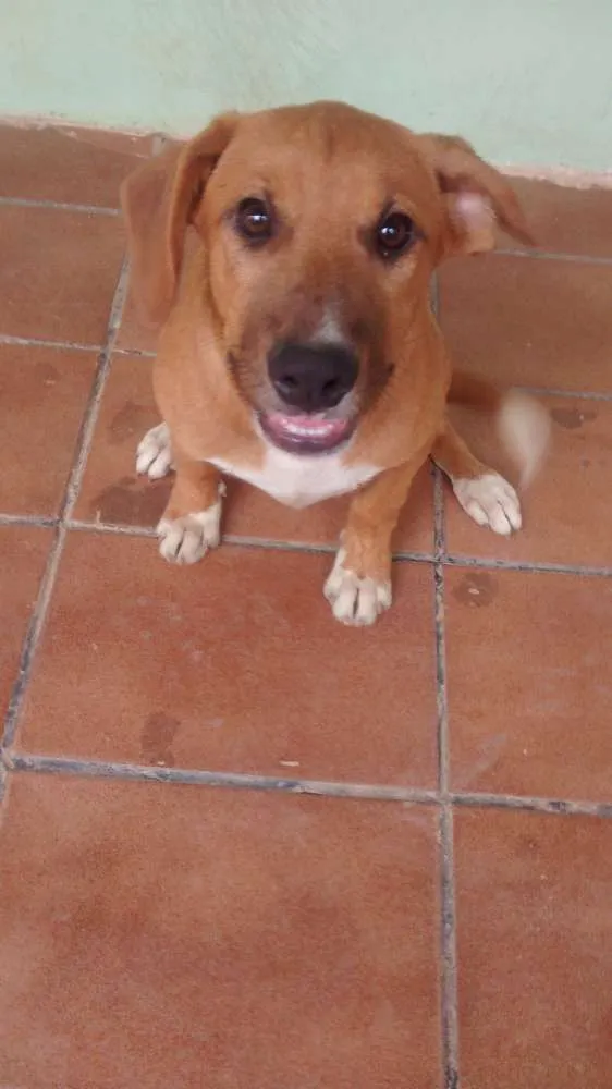 Cachorro ra a Pitbull mestiço idade 2 a 6 meses nome Thor