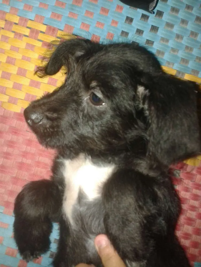Cachorro ra a Indefinida idade 2 a 6 meses nome Manu e Pretim