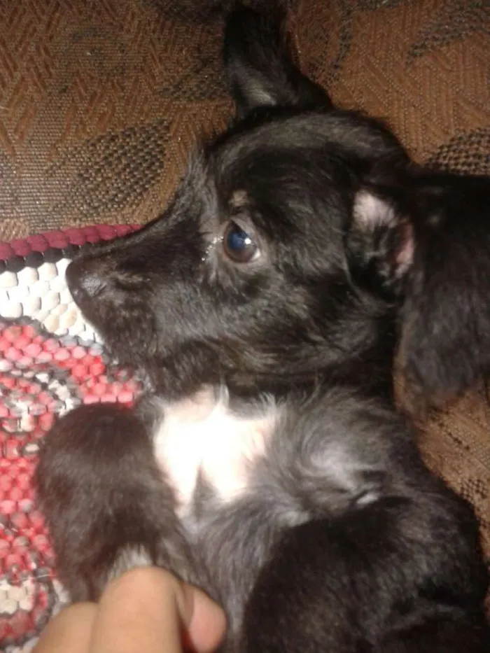 Cachorro ra a Indefinida idade 2 a 6 meses nome Manu e Pretim