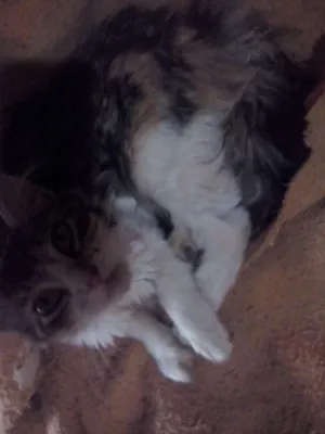 Gato raça Misturada idade 7 a 11 meses nome Flor