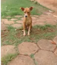 manu e ragi
