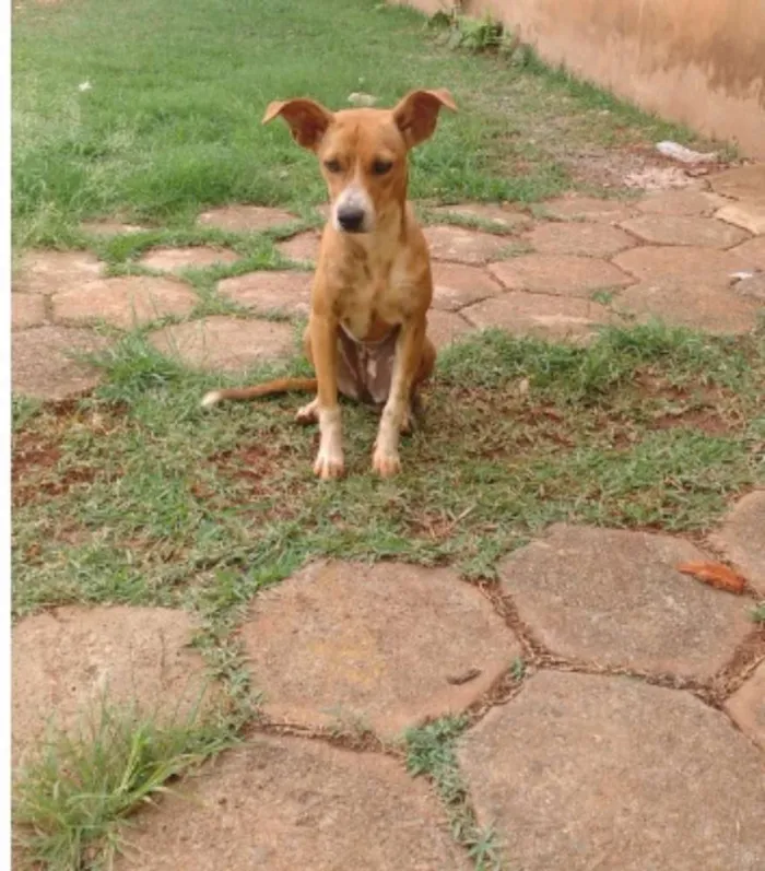Cachorro ra a viralata idade 7 a 11 meses nome manu e ragi