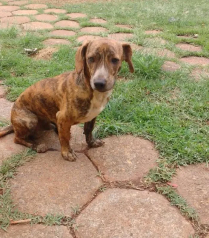 Cachorro ra a viralata idade 7 a 11 meses nome manu e ragi