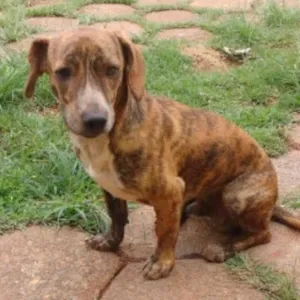 Cachorro raça viralata idade 7 a 11 meses nome manu e ragi