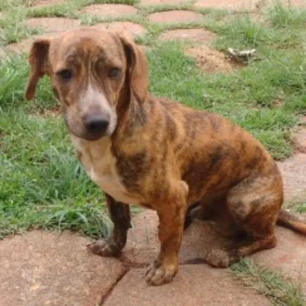 Cachorro ra a viralata idade 7 a 11 meses nome manu e ragi