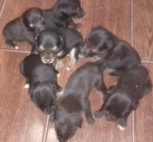 Cachorro raça Vira-lata  idade Abaixo de 2 meses nome Sem nome