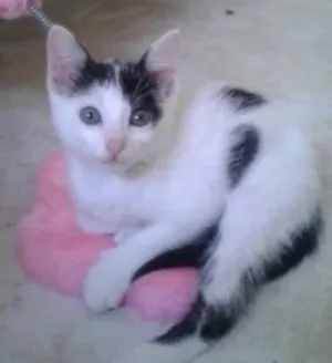 Gato raça SRD idade 2 a 6 meses nome SAMANTHA