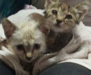 Gato raça vira lata idade Abaixo de 2 meses nome sem nome