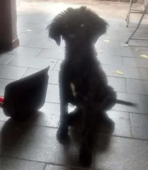 Cachorro raça Vira lata  idade 2 a 6 meses nome Chorão 