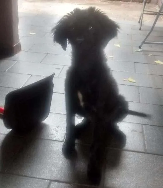 Cachorro ra a Vira lata  idade 2 a 6 meses nome Chorão 