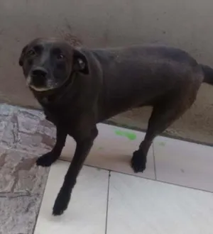 Cachorro raça  idade 4 anos nome Pantera