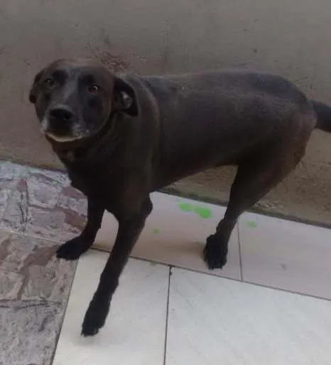 Cachorro ra a  idade 4 anos nome Pantera