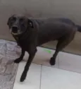 Pantera