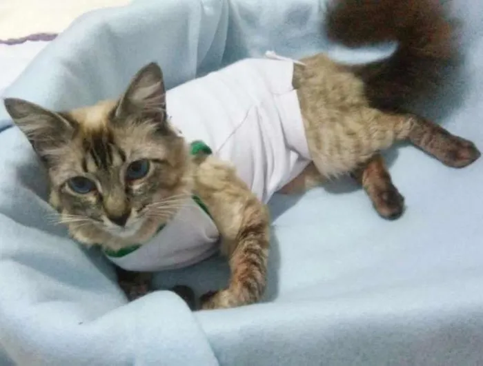 Gato ra a SRD idade 2 a 6 meses nome GATA CARINHOSA