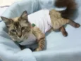 GATA CARINHOSA