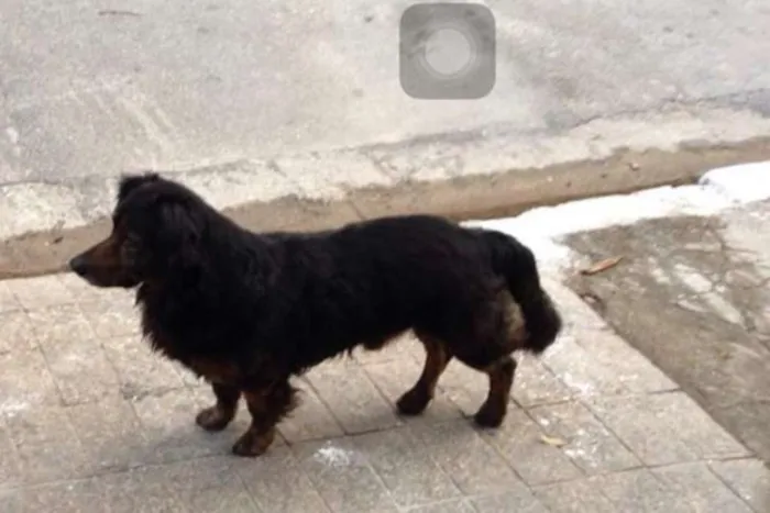 Cachorro ra a SRD idade 6 ou mais anos nome Sem nome