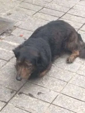 Cachorro raça SRD idade 6 ou mais anos nome Sem nome