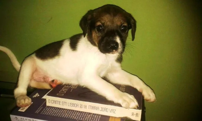 Cachorro raça SRD idade Abaixo de 2 meses nome Paul