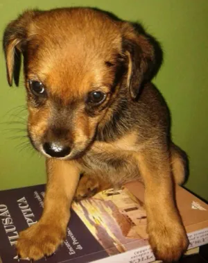 Cachorro raça SRD idade Abaixo de 2 meses nome Alfajor