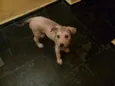 Penelope