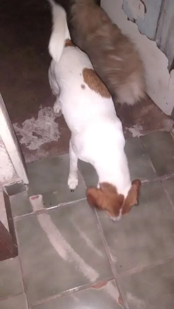 Cachorro raça Beagle idade 2 anos nome Meg