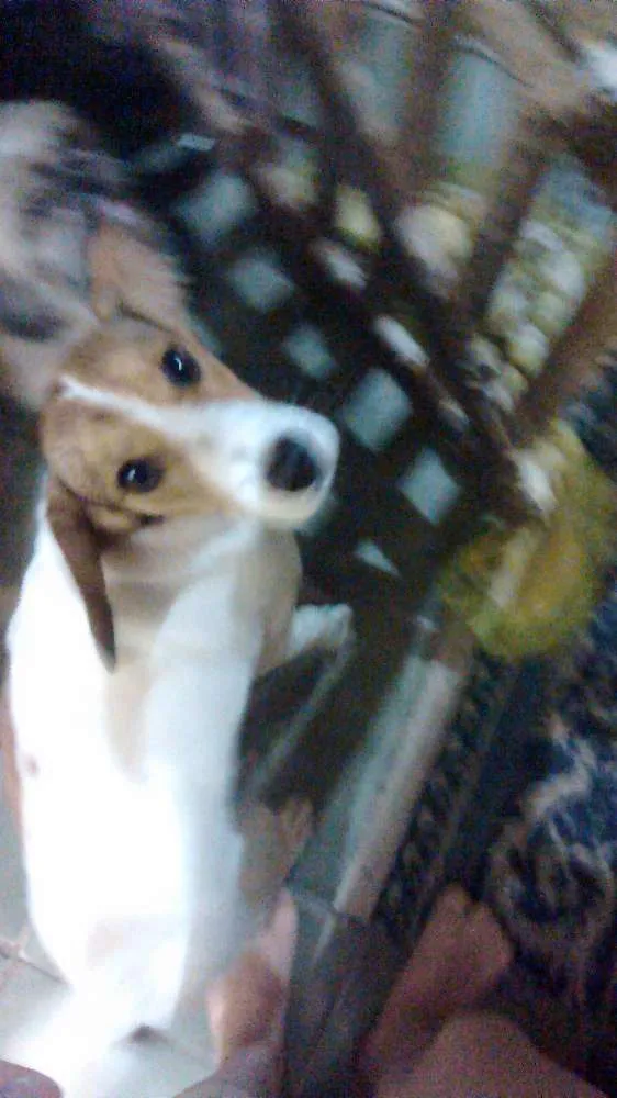 Cachorro raça Beagle idade 2 anos nome Meg
