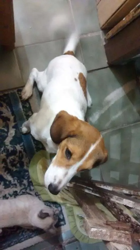 Cachorro raça Beagle idade 2 anos nome Meg