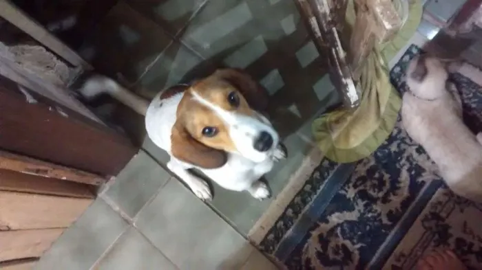 Cachorro raça Beagle idade 2 anos nome Meg