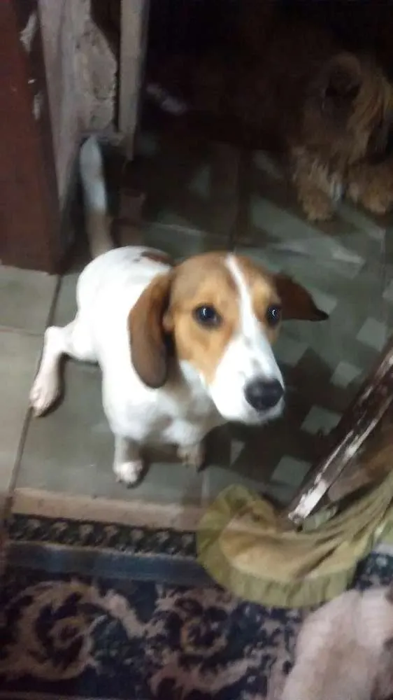 Cachorro raça Beagle idade 2 anos nome Meg