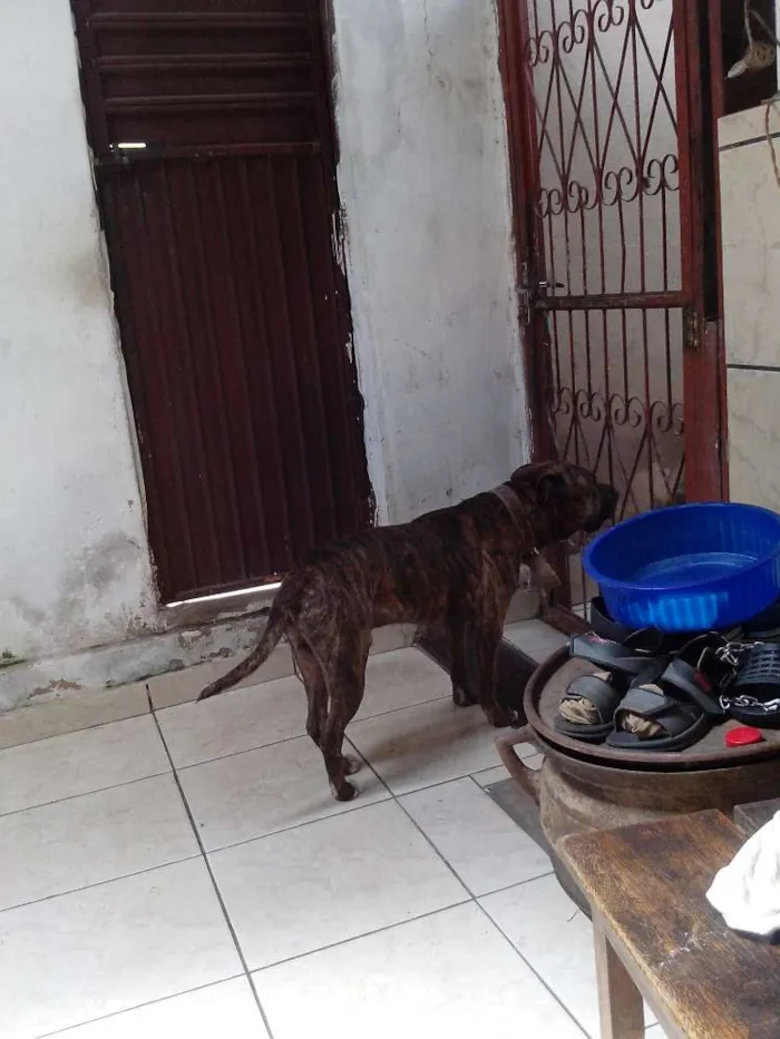 Cachorro ra a American staffordshire idade 3 anos nome Tigrão