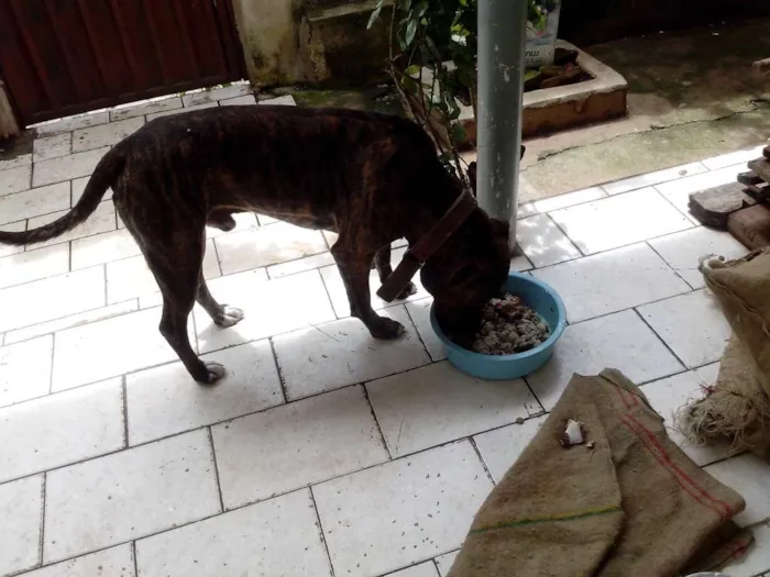 Cachorro ra a American staffordshire idade 3 anos nome Tigrão