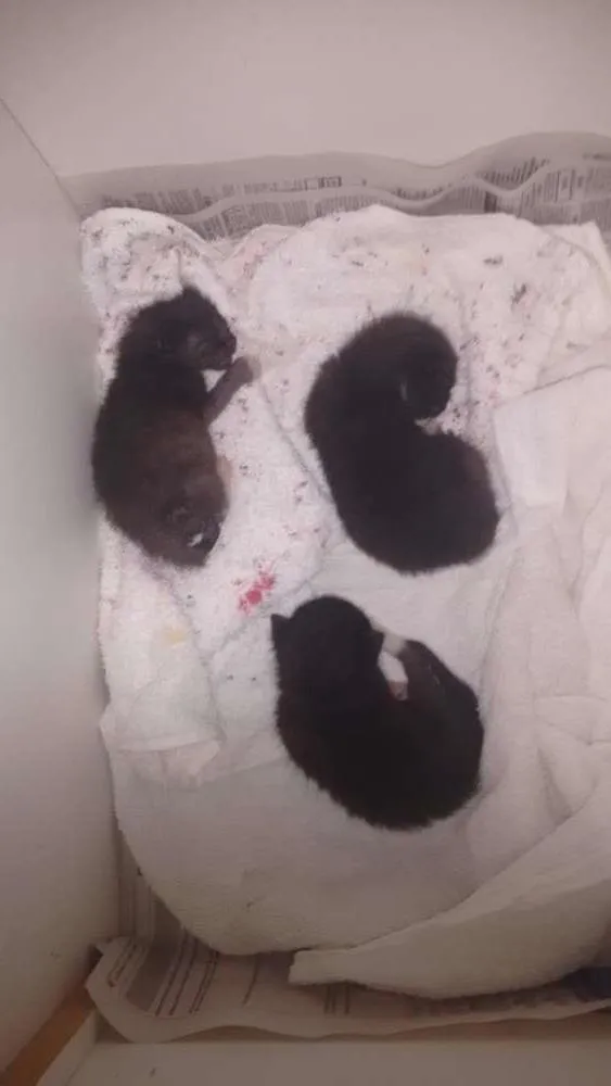 Gato ra a NAO IDENTIFICADA idade Abaixo de 2 meses nome NÃO POSSUI NOME