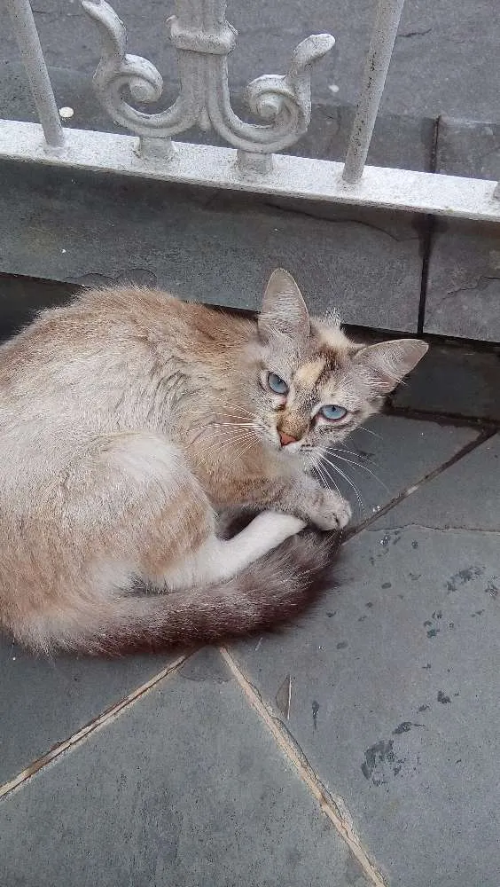 Gato ra a Sem Raça idade 2 a 6 meses nome Não tem