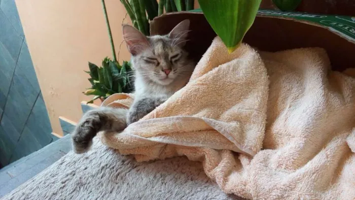 Gato ra a Sem Raça idade 2 a 6 meses nome Não tem